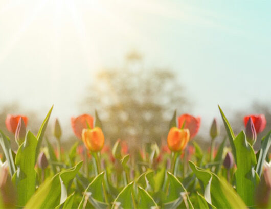 Frühlingsblumen