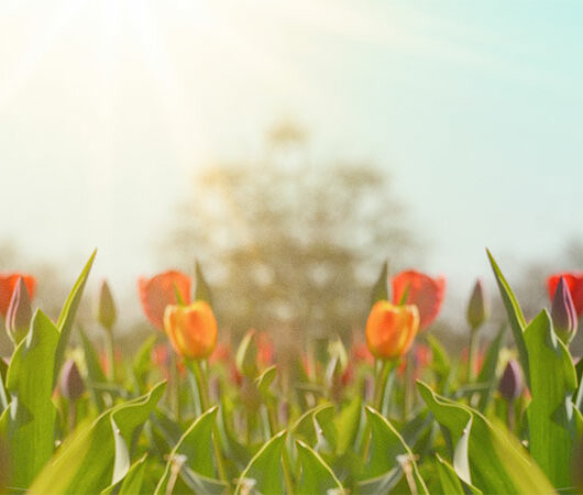 Frühlingsblumen