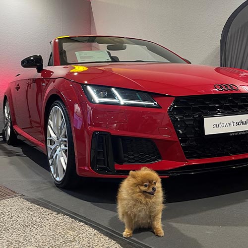 Auto mit Hund